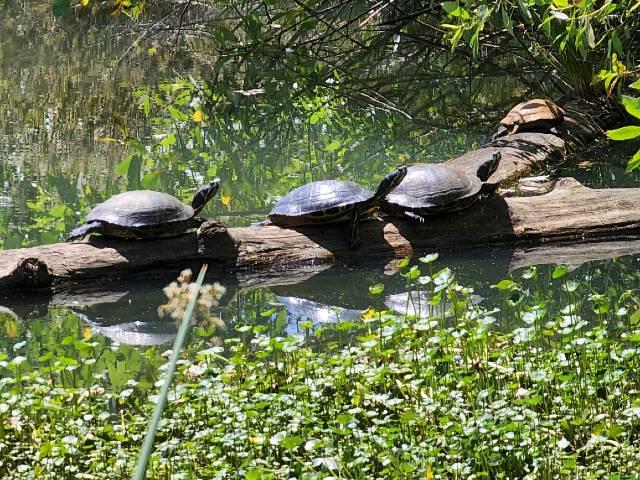 turtles on a log in a pond surrounded by lily pads